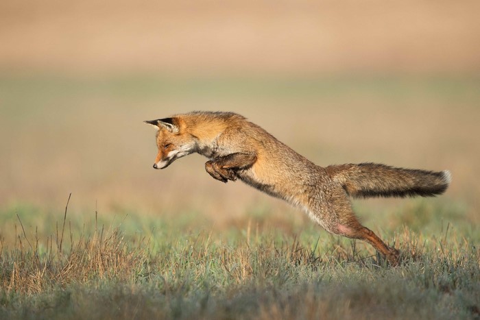 Red fox jumping in a grassy field