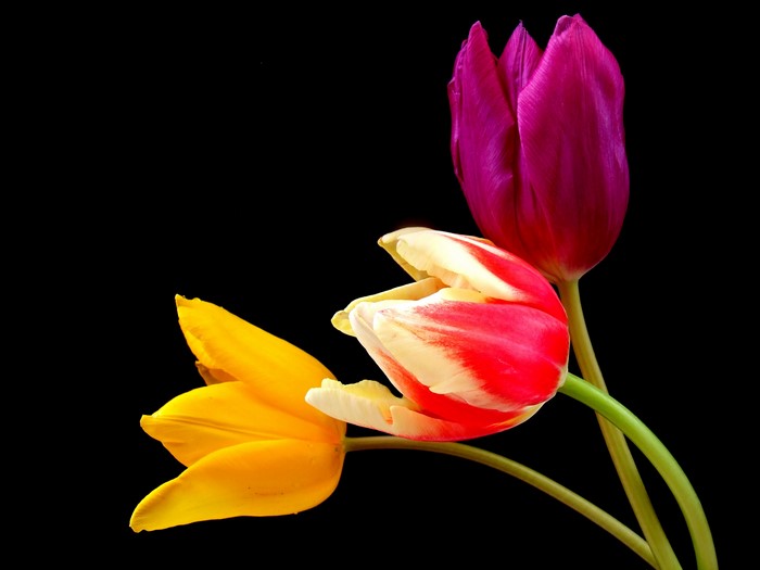 Three tulips on a black background