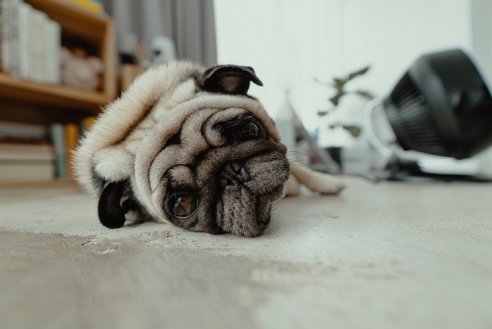 Pug lying down on floor