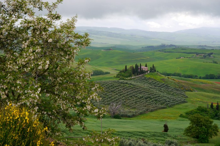 Tuscany landscape with flowering trees and olive grove