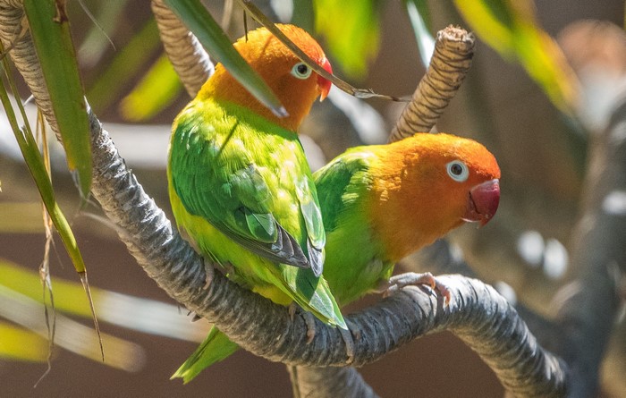 Two Fischer's Lovebirds perched on a branch