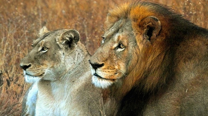 Lion and Lioness in dry grass