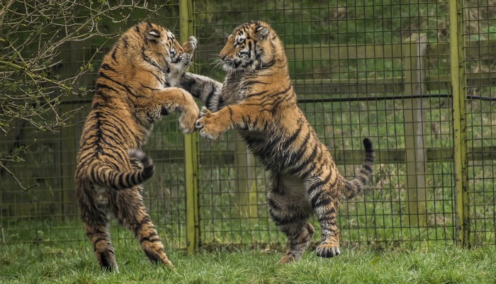 Two young tigers playfully wrestling near a fence
