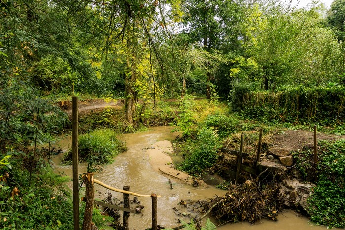 Muddy stream flowing through a dense forest in Spain