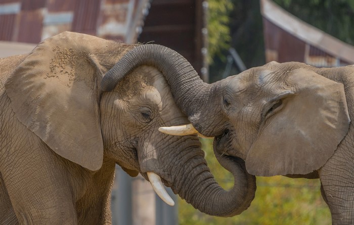 Two elephants touching trunks