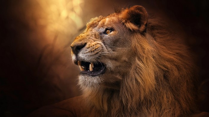 Majestic Lion with Roaring Snout