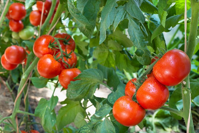 Ripe red tomatoes on branches with water drops