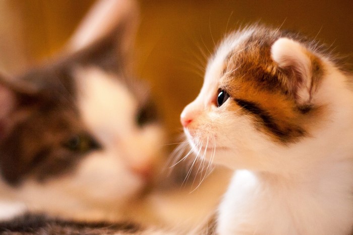 Kitten and Mother Cat Close-up