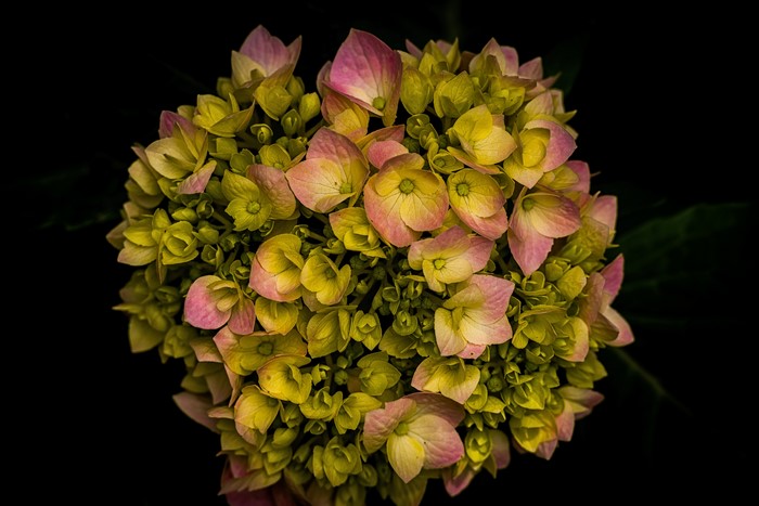 4K Hydrangea Closeup on Black Background