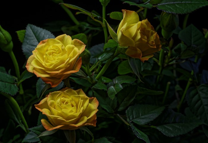 Three yellow roses with orange tips