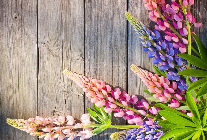 Pink and purple lupine flowers on wooden planks