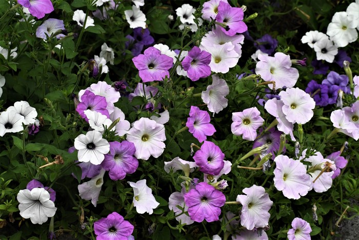 Close-up of purple and white petunias