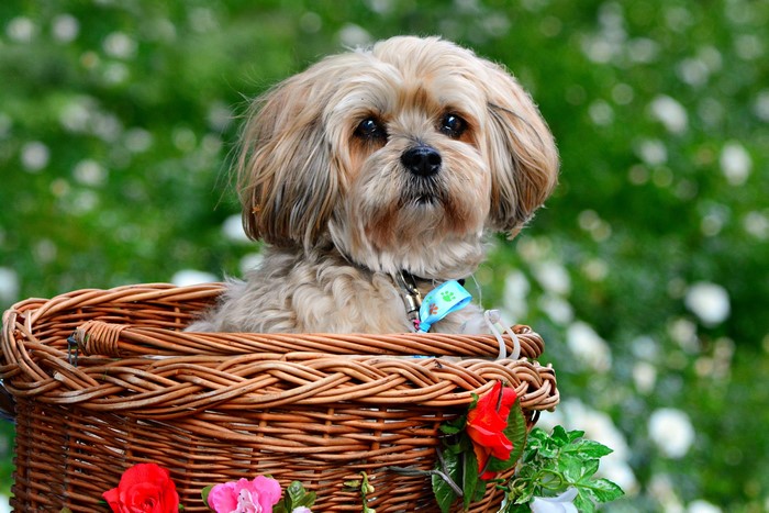 Small dog in a wicker basket with flowers