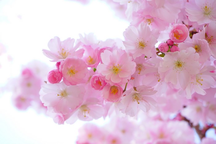 Pink Cherry Blossoms in Spring