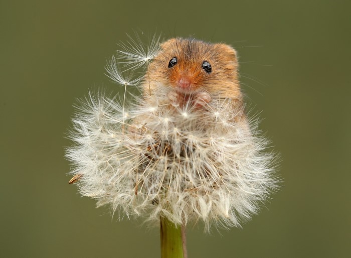 Eurasian harvest mouse on a dandelion