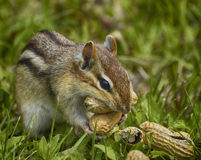 Chipmunk eating peanuts in grass
