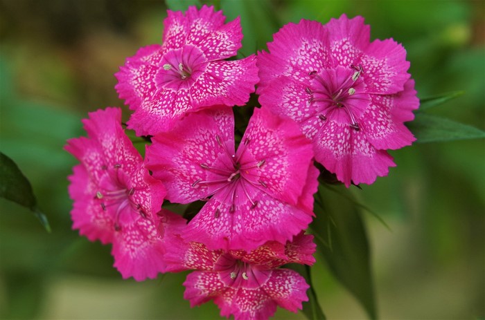 Pink Carnations with White Spots