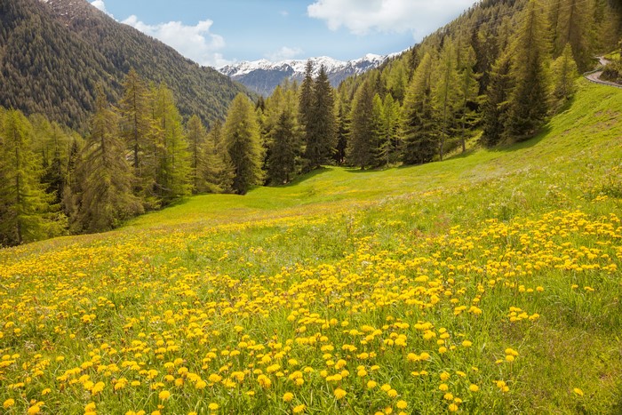 Meadow of Dandelions in the Italian Alps