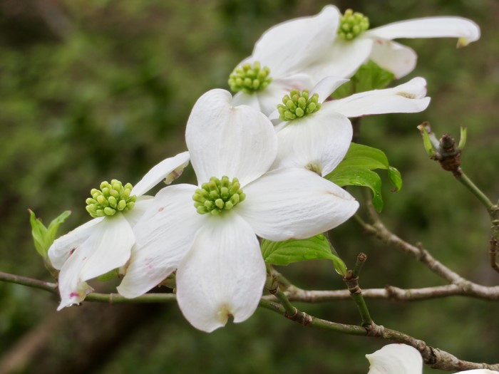 White Dogwood flowers on branches