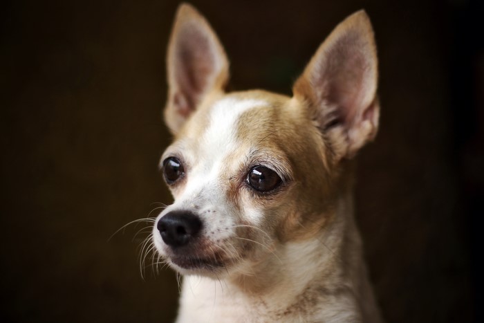 Chihuahua dog head closeup