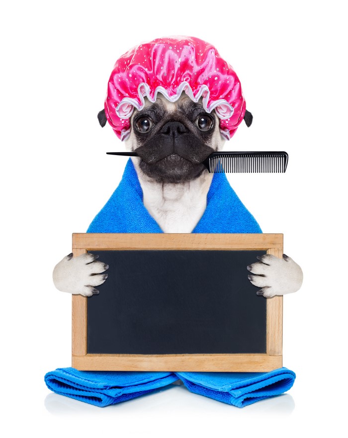 Pug in shower cap holding a comb and blackboard