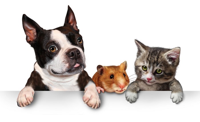 Boston Terrier, Hamster, and Kitten Peeking Over White Banner