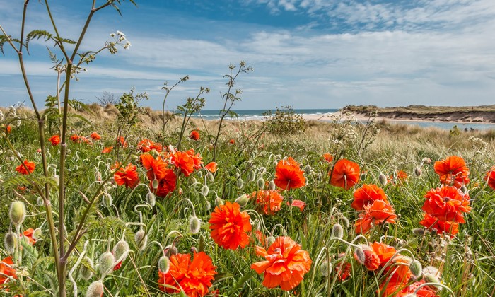 Poppies in bloom by the coast in Northumberland