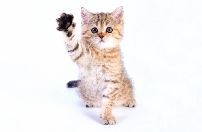 Kitten raising its paw on a white background