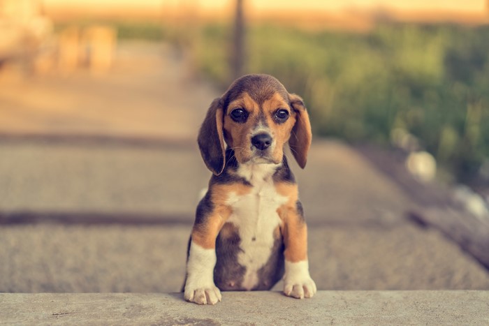 Beagle Puppy Sitting on Steps
