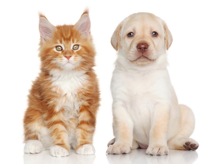 4K Adorable Maine Coon Kitten and Labrador Puppy