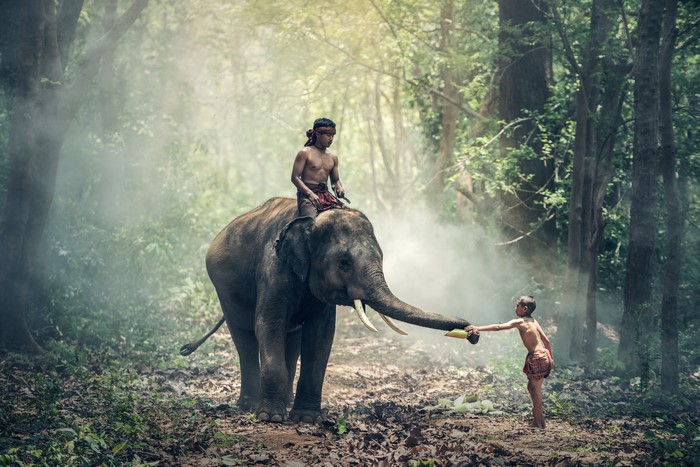 Boys with Elephant in Foggy Forest