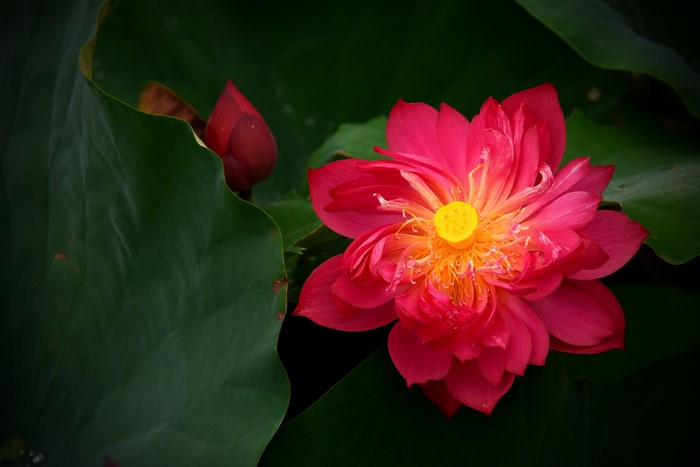 4K Red Lotus Flower and Bud Closeup