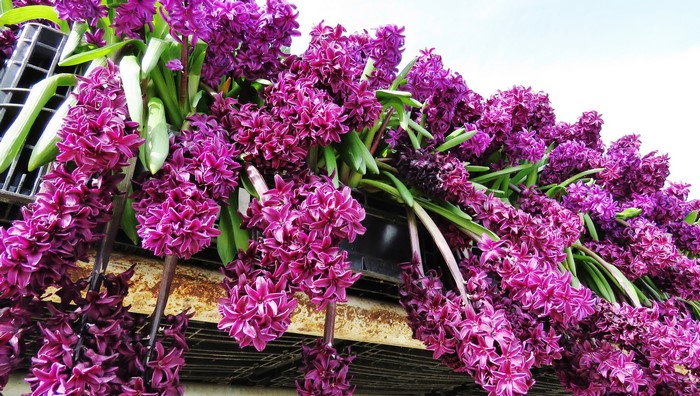 Purple Hyacinths in Bloom