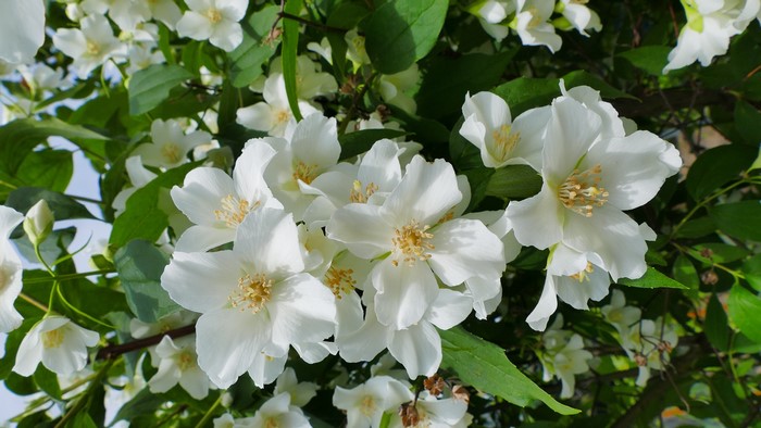 White Jasmine flowers with green leaves