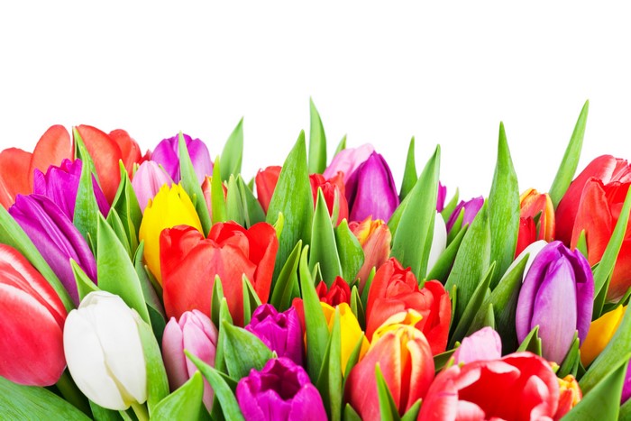 A colorful bouquet of tulips on a white background