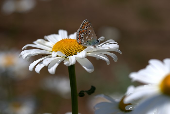 Butterfly on a daisy flower