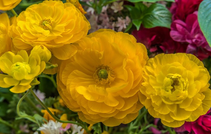 Yellow Ranunculus flowers in close-up