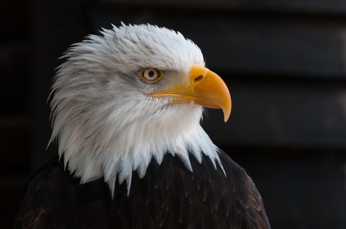 Bald Eagle head and shoulders portrait