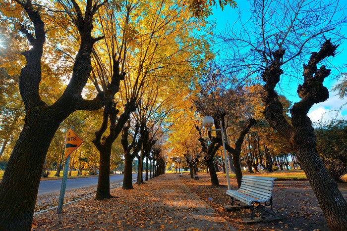 Autumn avenue with trees and fallen leaves