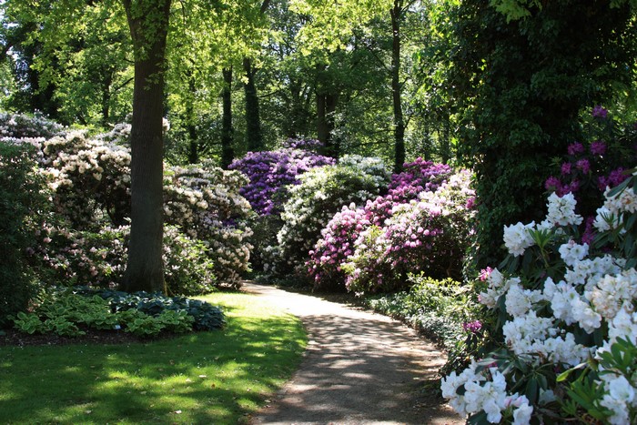 Rhododendron Park Bremen Germany with colorful rhododendrons