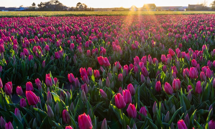 Field of Pink Tulips at Sunset