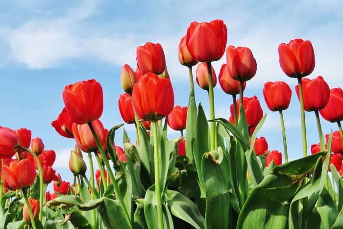 Field of Red Tulips Under a Blue Sky