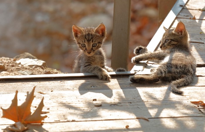 Two tabby kittens on wooden planks