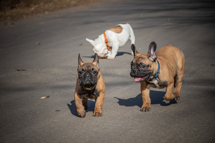 Three French Bulldogs on a Path