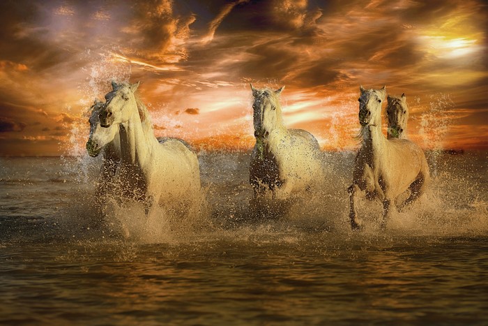 Four white horses running through water at sunset