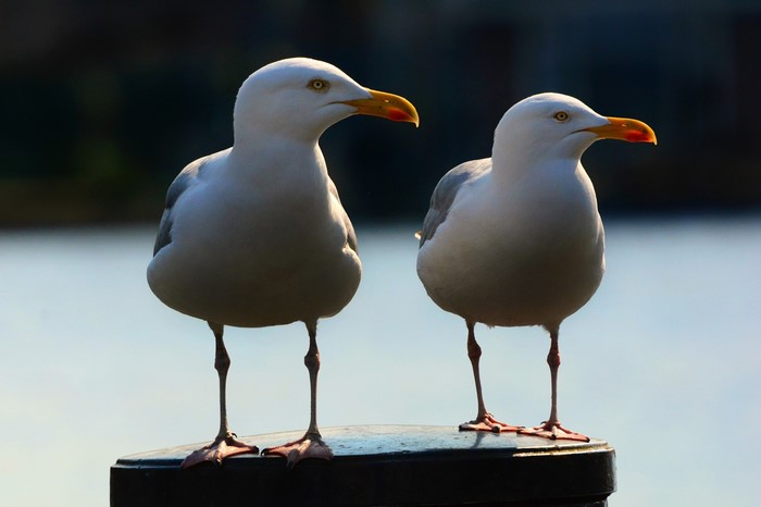 Two seagulls standing on a post