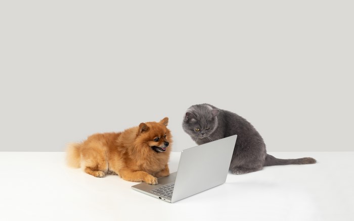 Pomeranian dog and British Shorthair cat with laptop