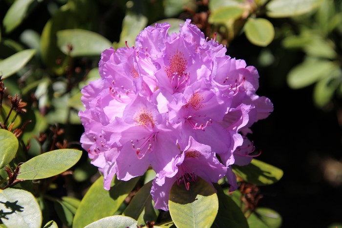 Closeup of a pink Rhododendron flower