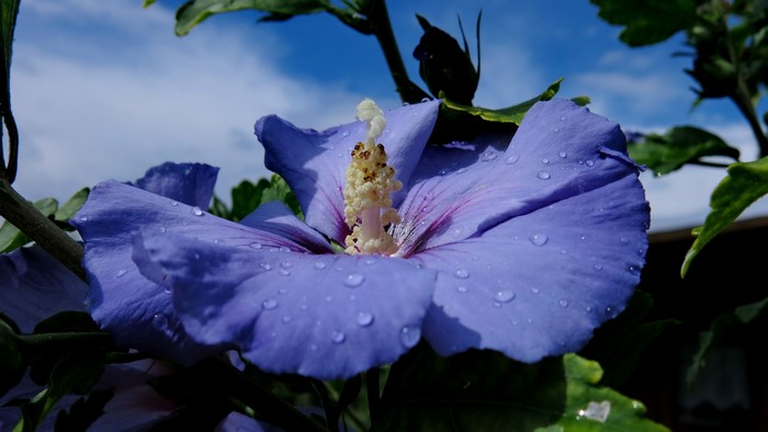 Blue Hibiscus flower with water drops