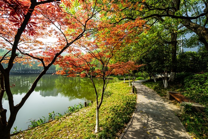 Park with lake and trees in autumn